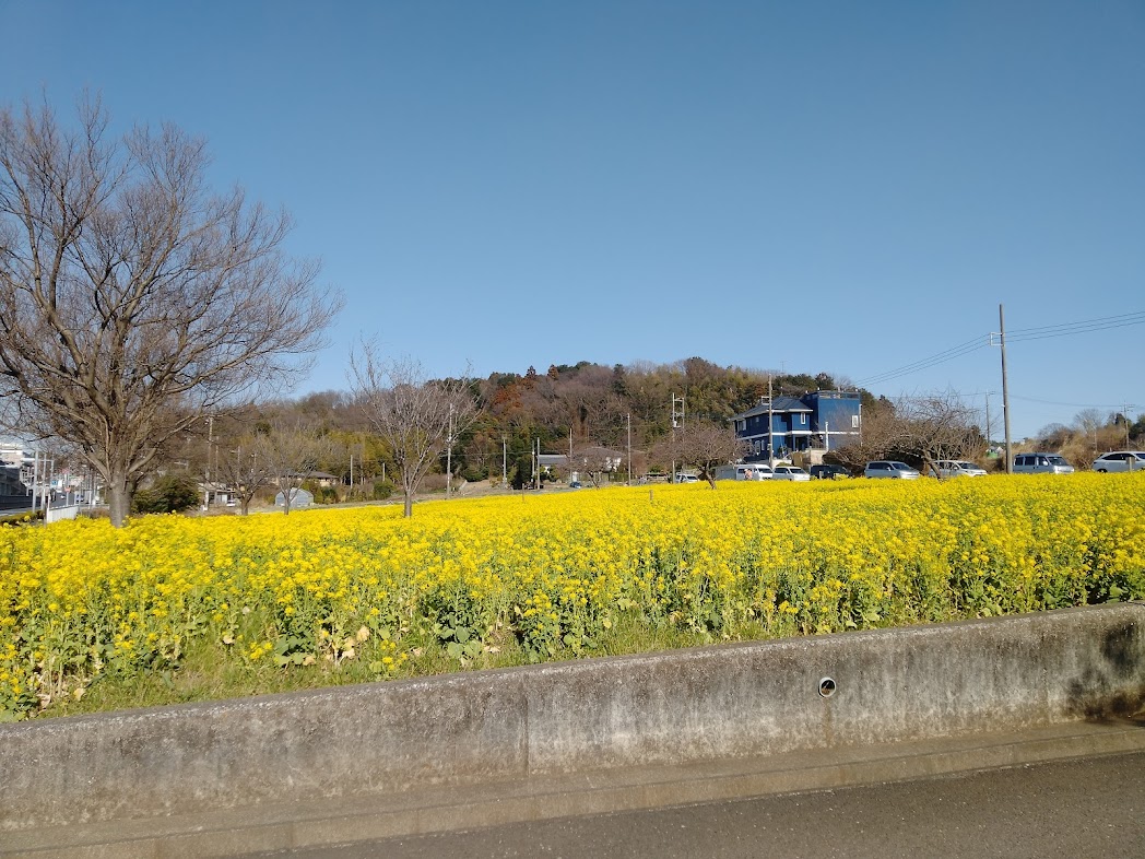 『菜の花畑でハックション⁉』　