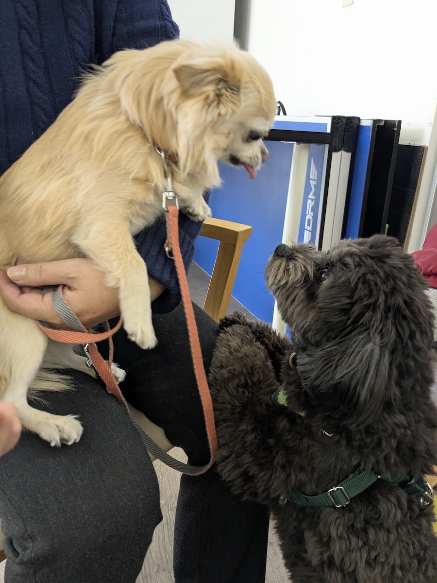 いぬだけどいる